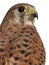 Portrait of Common Kestrel, Falco tinnunculus