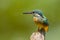 The portrait of Common Kingfisher