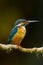 Portrait of Common Kingfisher