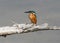 Portrait of a common kingfisher with unusual head on blue background