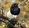 Portrait of a common magpie