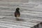 Portrait of Common Myna bird Acridotheres tristis.