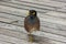 Portrait of Common Myna bird Acridotheres tristis.