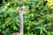 Portrait of a common ostrich Struthio camelus, or simply ostrich,  a species of large flightless bird native to certain large
