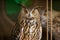 Portrait of an common owl, Bubo bubo. A wild bird looks into the camera while in the zoo enclosure