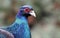 Portrait of Common Pheasant (Phasianus colchicus) male