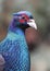 Portrait of Common Pheasant (Phasianus colchicus) male