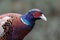 Portrait of Common Pheasant (Phasianus colchicus) male