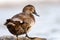 Portrait of Common pochard female Aythya ferina on stone