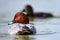 Portrait of Common pochard male Aythya ferina on water