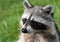 Portrait of a common raccoon in the grass