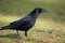 Portrait of common raven picking up a stick