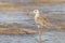 Portrait of Common Redshank