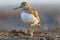 Portrait Common sandpiper