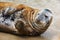 Portrait of a Common Seal