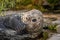 Portrait of a common seal scratching its nose. Close-up photography .(Phoca vitulina).