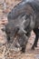 Portrait of a common Warthog on the bank of the Chobe River in Botswana