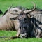 Portrait of Common Wildebeest Connochaetes Alcelaphine Bovidae l