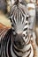 Portrait of a common zebra