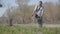 Portrait of concentrated Caucasian man cutting grass with lawn mower. Wide shot of serious farmer in protective