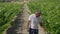 Portrait of concentrated man examining growing vinegrape walking along rows of plants on plantation outdoors. Focused