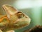 Portrait of Cone Head chameleon - Chameleo calyptratus