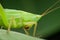 Portrait of a cone headed grasshopper sitting