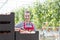 Portrait of confident farmer standing by tomato crates in greenhouse