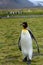 Portrait of confident King Penguin standing tall on the grass of the Salisbury Plain, large colony in the background, South Georgi