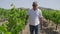 Portrait of confident winemaker in sunglasses walking on plantation in slow motion checking vinegrape. Medium shot front