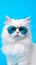 Portrait cool cat concept design, white cat wearing eyes glasses isolated on background, blue texture on background