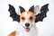 The portrait of cool ginger and white welsh corgi pembroke dog,  smiling and wearing black carnival bat ears decorated with shiny