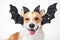 The portrait of cool ginger and white welsh corgi pembroke dog, winking, smiling and wearing black carnival bat ears decorated