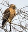 Portrait of a Cooper`s Hawk Perched on a Bare Tree Branch