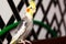 Portrait of a corella parrot.