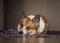 Portrait  corgi dog lies on the mat on the floor and looks sad waiting for the arrival of the owner