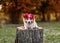 Portrait of a corgi dog sitting on a stump in the garden with a wreath of rose flowers on his head