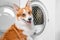 Portrait corgi stands at open washing machine drum, loading laundry dry-cleaning