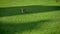 Portrait of corgy dog running and playing with small ball on green park background.