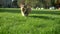 Portrait of corgy dog running with small ball to camera on green park background.