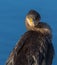 Portrait of a Cormorant