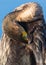 Portrait of a Cormorant