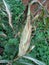 portrait of corn gardens in Indonesia  As the basic ingredient of cornstarch which failed to harvest due to extreme climate