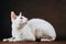 Portrait of Cornish Rex Cat on Brown Background