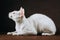 Portrait of Cornish Rex Cat on Brown Background