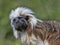 Portrait of Cotton-top tamarin, Saguinus oedipus