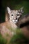 Portrait of a cougar, mountain lion, puma