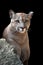 Portrait of a cougar, mountain lion, puma