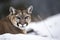 Portrait of a cougar, mountain lion, puma, Winter mountains