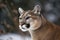 Portrait of a cougar, mountain lion, puma, Winter mountains